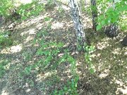 穿过树林的一次散步以一个面部表情完美的步行者结束