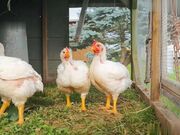 清纯淫靡并存 被大鸡巴无套爆炒