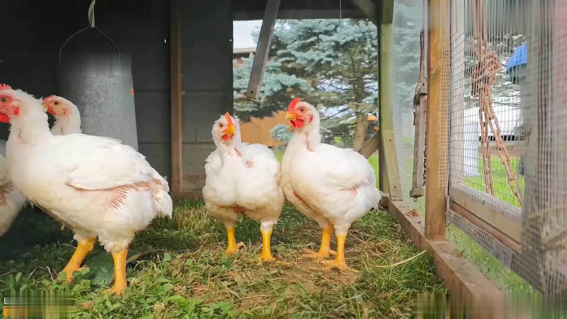 清纯淫靡并存 被大鸡巴无套爆炒