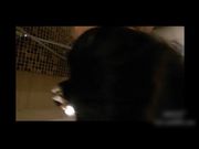 最新网红少妇情趣纱衣激情视频