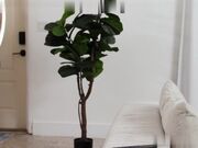 天真女孩被大鸡巴猛烈调教爆操内射