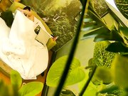 自然房打扮挺潮有点拽的大奶美眉与饥渴小胖开房约炮开始有点矜持等干上了比谁都浪女上位坐个不停操完穿衣就走