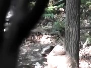 公园树林里情色交易白发老头笑容满满饥渴的边抠逼边舌吻