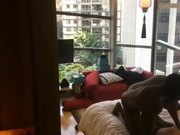 外企富婆淫荡约两个身材魁梧的黑人玩3P听这尖叫声是真爽了