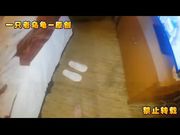 超棒S身材精致美乳沙发骑乘无套爆操